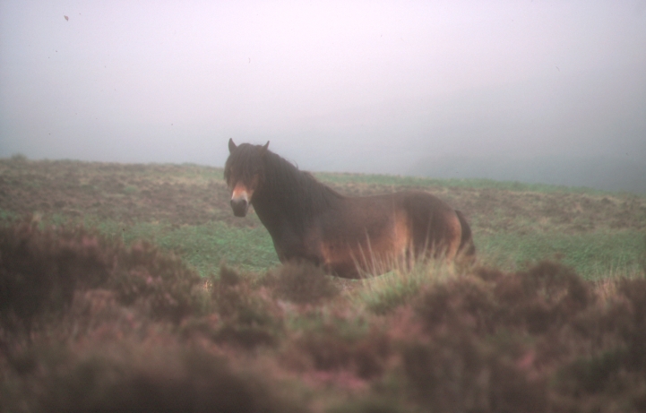 Ein wildes Pferd im Exmoor